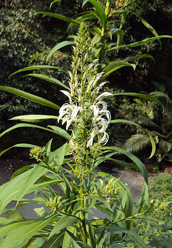 Lobelia nicotianifolia